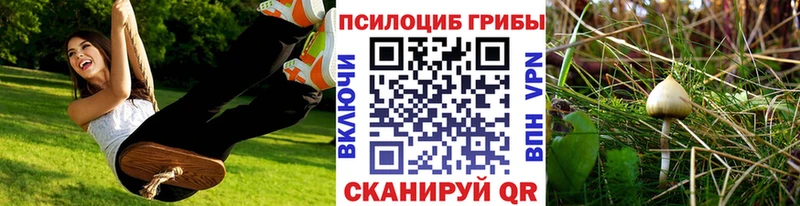 Псилоцибиновые грибы Psilocybine cubensis  площадка клад  Горячеводский 